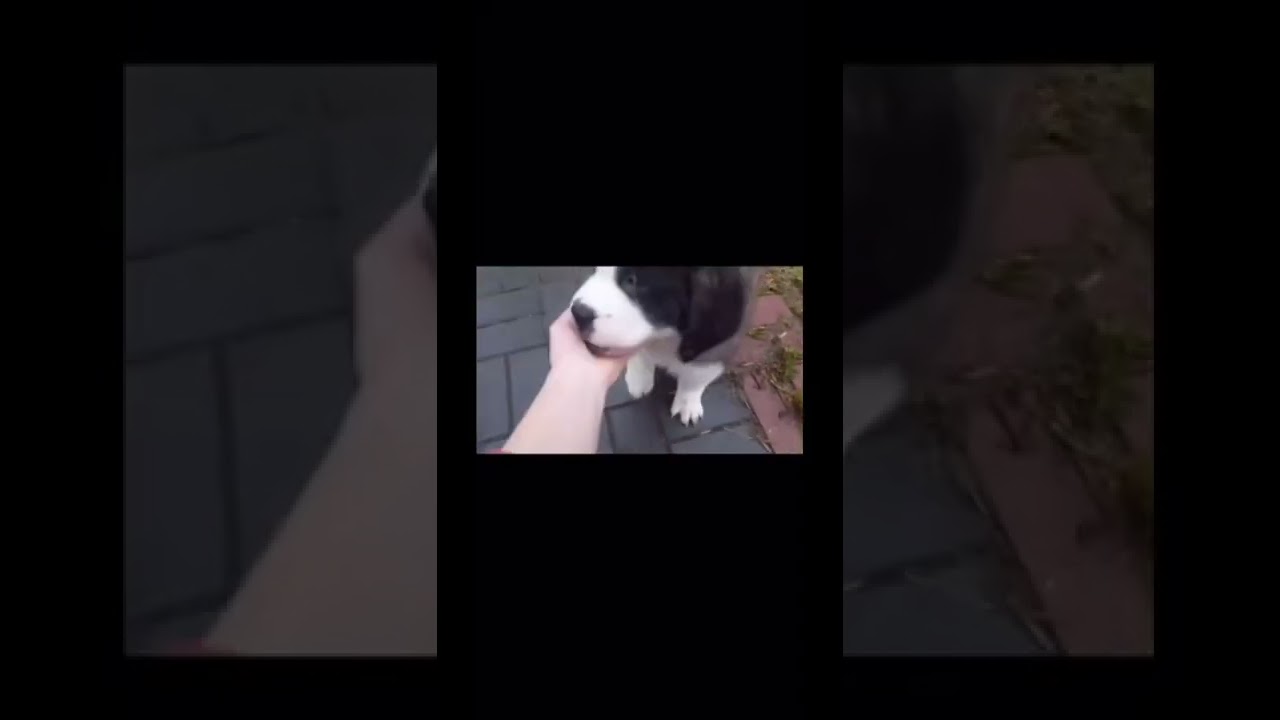 #собака #собаки #собачка #собакадругчеловека #щенок #щенки #сенбернар # ...