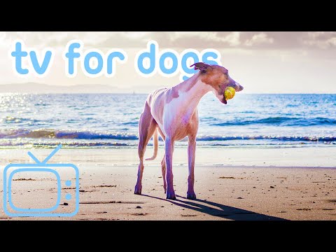 TV for Dogs to Watch! How to Relax My Dog with Seaside TV + Music! NEW