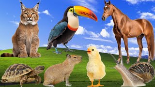 Amazing animal sounds  Capybara, Snail, Tyukoun, Horse, Lynx, Chick, Turtel  Farm animals