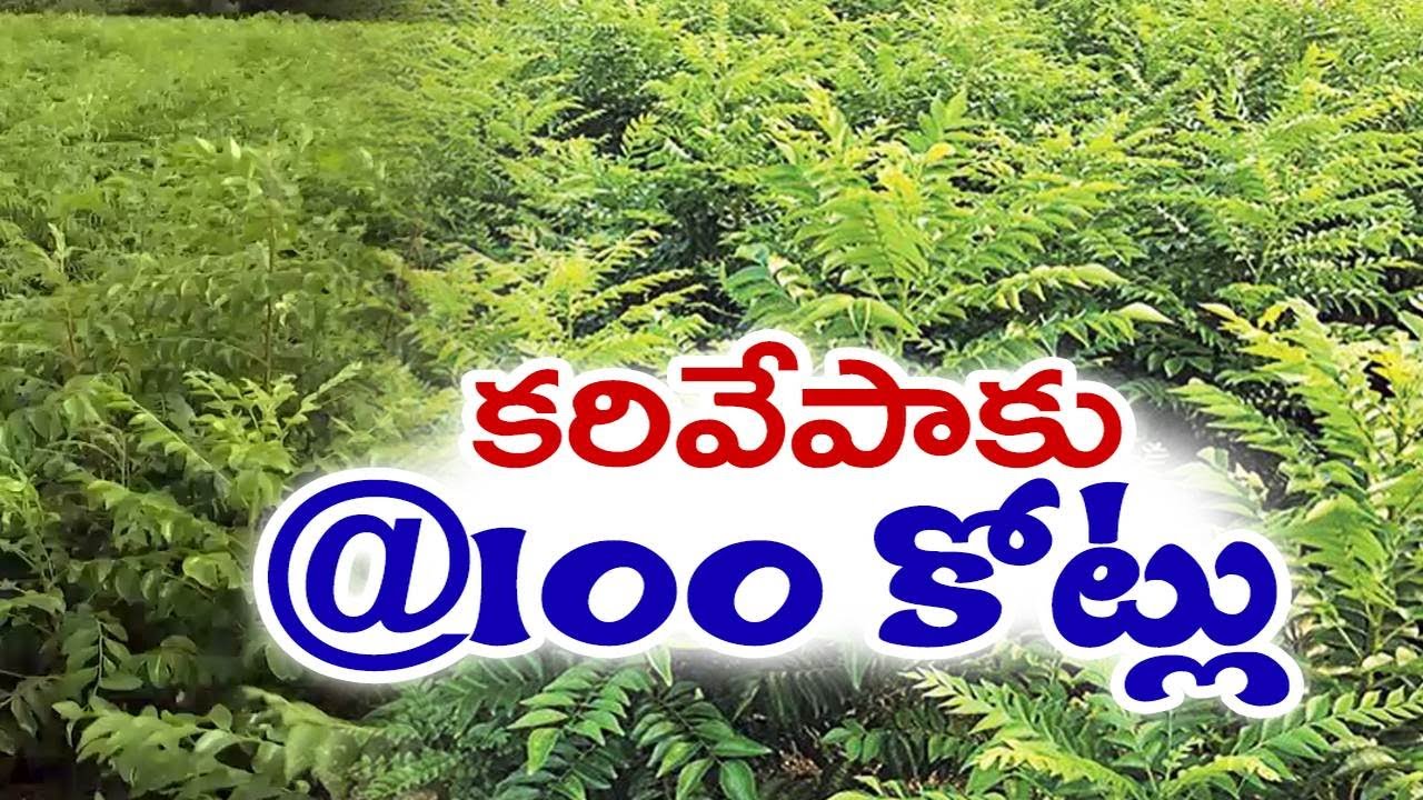 లాభాలలో కరివేపాకు సాగు | Curry Leaf Cultivation Profits to Farmers | Guntur District