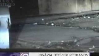 Invázia potkanov na sídlisku Luník IX (Noviny TV JOJ, 14. 12. 2009)