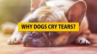 Do Dogs Cry? Facts About Dogs Tears