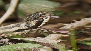 Adder shows its fangs  #wildlife #snake #snakes #adder #venomoussnake #poisonoussnakes