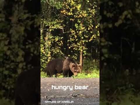 Video: Kostomuksha naturreservat (republikken Karelia): historie, beskrivelse, fauna og flora