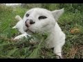 Rarely Seen Exotic Cats Doing What Little Cats Do Short Version