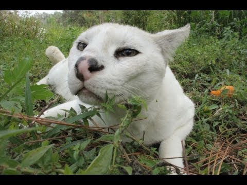 lynxfy Rarely Seen Exotic Cats Doing What Little Cats Do Short Version