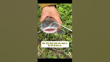 Cách lấy lưỡi câu cá khi cá nuốt quá sâu #cauca  #câucá #