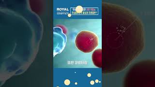 3분 반려동물 질환 - 강아지 쿠싱증후군 #강아지 #반려동물 #동물병원 #수의사 #쿠싱증후군