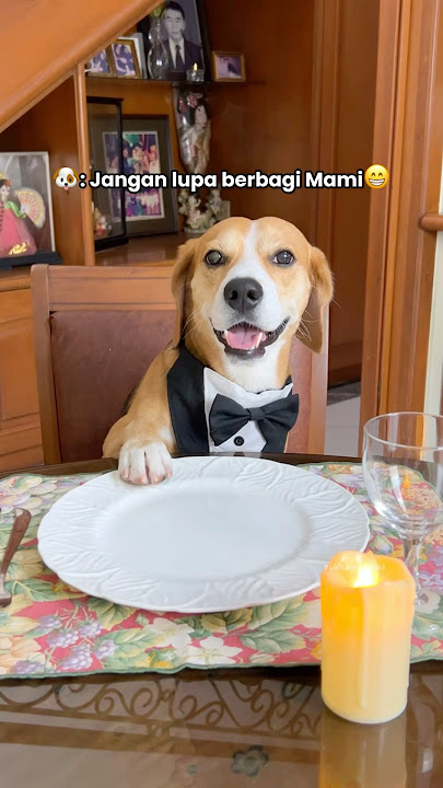 KETIKA ANABUL DENGER SUARA MAKANAN‼️😂 #shorts #anjinglucu