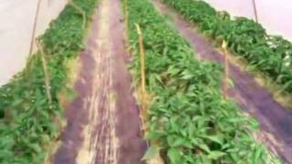 OFWM-Drip Irrigation System-On Farm Water Management-Agriculture Department Pakistan