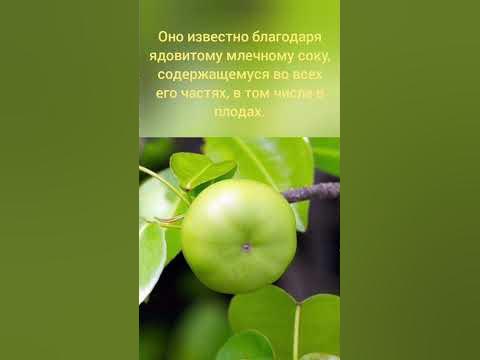 Это дерево самое ядовитое в мире!😲 - YouTube