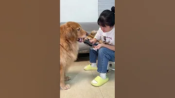 Pets Funny Funnydogs Cutedog Animallife Doglife Dogshorts 