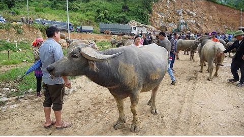 CẬP NHẬT GIÁ TRÂU BÒ CHỢ TRÂU CỐC LY GIÁ TRÂU TĂNG MẠNH HƠN, NHIỀU TRÂU ĐẸP XUỐNG CHỢ