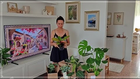 New Plants for the Living Room | Starting my Anthurium and Philodendron collection