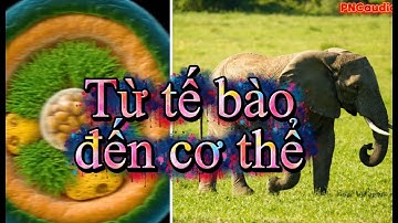KHTN 6 (Sinh học) - Từ tế bào đến cơ thể - Hành trình kì diệu của cơ thể - biology video - PNCaudio