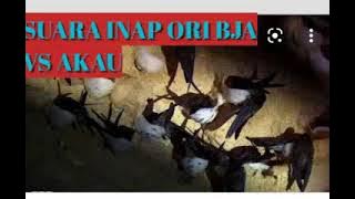 SUARA INAP WALET ORI AKAU VS BJA TERBAIK 2022