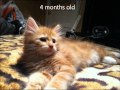 Long Hair mixed main coon kitten Growing up 1 week to 6 months