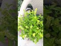 FIVE TYPES OF BASILE/ TULSI#garden #ytshorts 🌱🌱