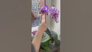 93. Для пышного летнего цветения орхидей весенняя обрезка зимних цветоносов #ЦветыОрхидей