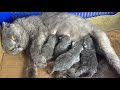 Mother cat gave birth to 5 kittens by herself, but lost 1 kitten