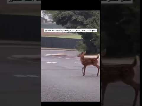 مقطع انتشر لصغير الغزال غير طريقة مشيه عندما لاحظ المصور