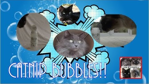 Catnip bubbles - what do the Living with Ragdolls cat gang think?
