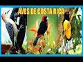 Aves de Costa Rica-Muy bellas-Historia-Producciones Vicari.(Juan Franco Lazzarini)