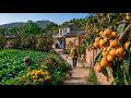 Real Rural China: This Village Is a Golden Loquat Paradise! 4K