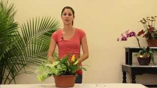 Bromeliad Garden Summer Tutoral