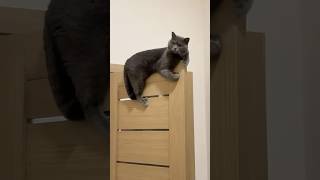 Funny Cats 😹 Episode 522 #Shorts
