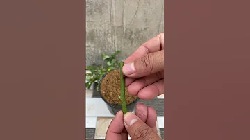 Roses Bloom In A Pot Of Sand Breeding Roses 