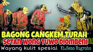 BAGONG CANGKEM TURAH SIAP NDAN⚜️SETAN WONG TUO DIOMBENI