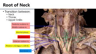 LO8 Root of Neck