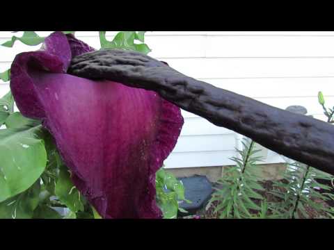 Video: Voodoo Lily Plants - Lær om pleje af Voodoo Lilies