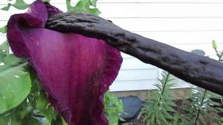 Stinky Voodoo Lily Blooms In Harwich Port