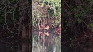Junger Fuchs am See – und er schaut direkt in meine Kamera! 🦊✨ #photography #fox #fishing