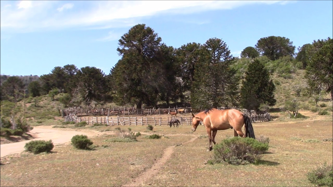Pehuenian, Aluminé Lake, Volcan Batea Mahuida,  Neuquén, Argentina