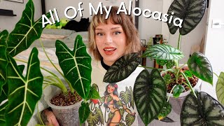 my alocasia collection + my experience with them