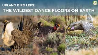 Upland Bird Leks, Some of the Wildest Dance Floors on Earth