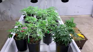 Transplanting Cannabis Plants From Seed in Reused Soil