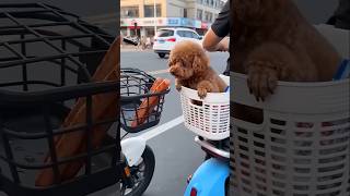 This dog just wants to eat #shortsvideo
