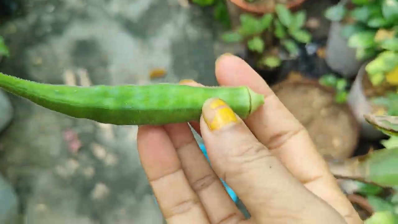 “Chemical-Free Okra Harvested from My Home Terrace Garden” |घर की छत पर उगी ताज़ी भिंडी | 