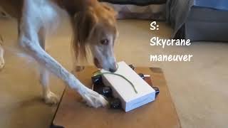 Quiz The Saluki Alphabet Tricks Challenge
