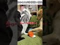 犬猫のおもしろ動画にツッコミどころ満載なアフレコしてみた#461【おかわり】【ハプニング映像】#shorts #アフレコ #面白動画