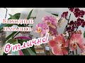 🌸Обход орхидейных владений:массовый выброс цветоносов!🤩🤘