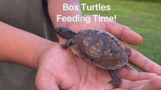 Box Turtles , Feeding Time