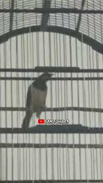 cungkok rasa gereja tarung #shorts