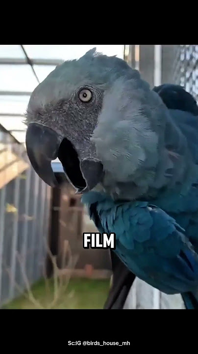 This Bird Nearly Vanished Because of a Movie - Spix's Macaw #birds #animals #spixsmacaw