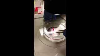 Dissecting E13.5 mouse embryos for shipment