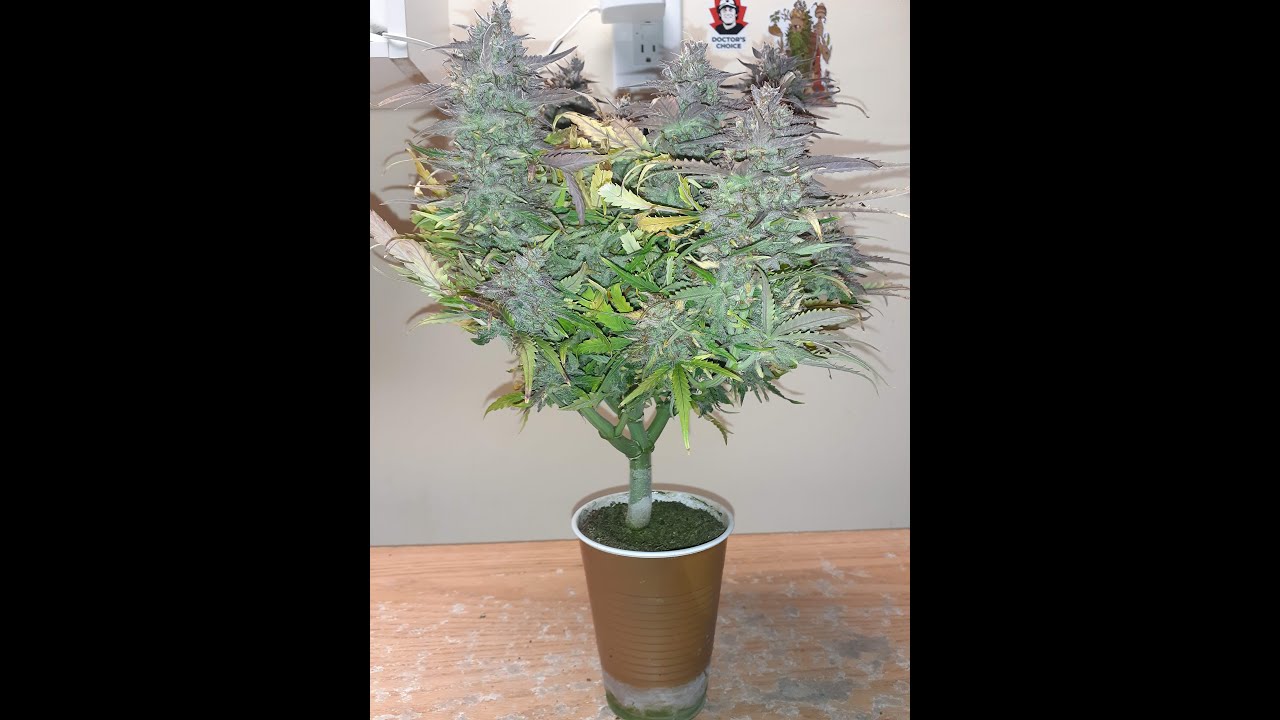 forest fruit - Amsterdam Marijuana Seeds AMS